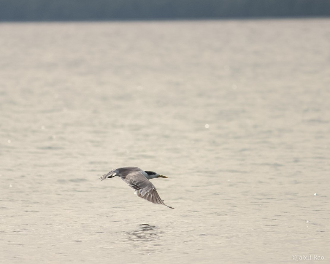 Great Crested Tern - Jabili - Tribesmen.in