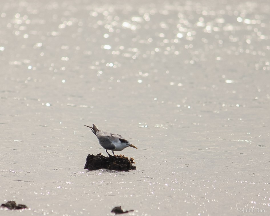 Great Crested Tern - Jabili - Tribesmen.in