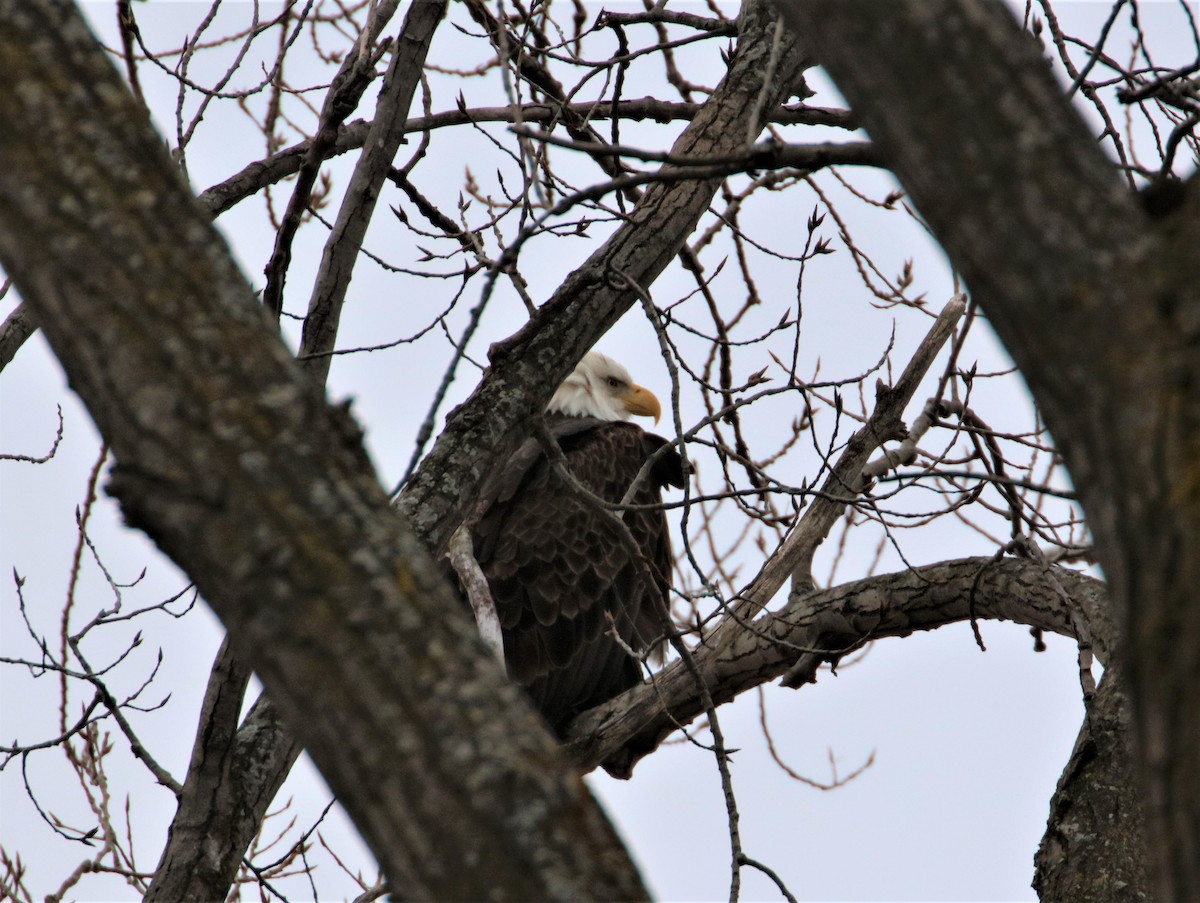 Bald Eagle - ML403263901