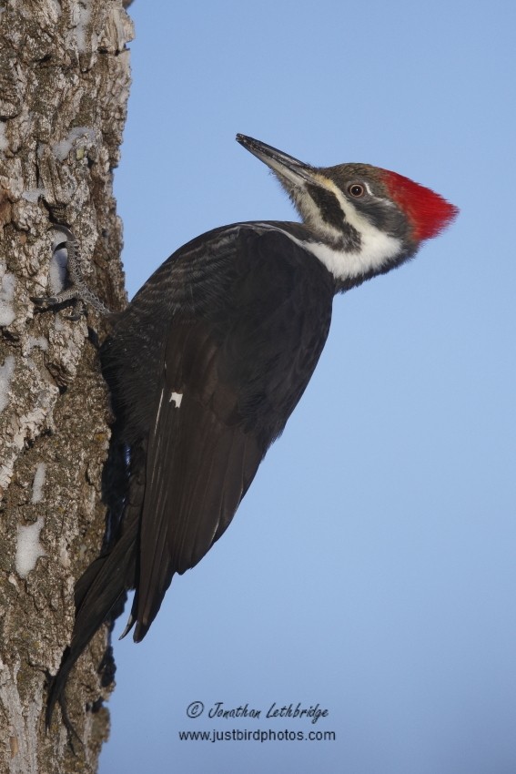 Pileated Woodpecker - ML403264211