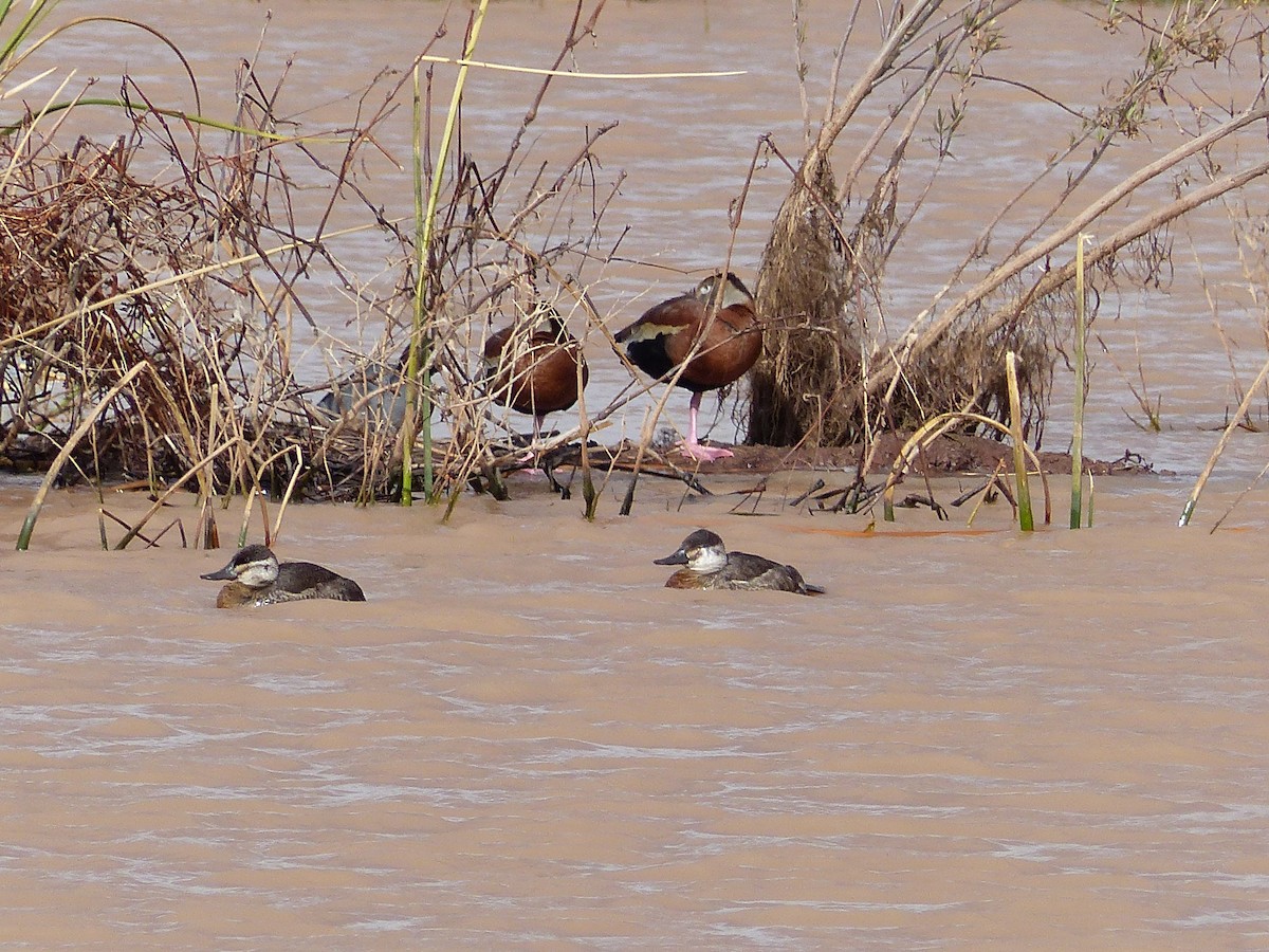 Black-bellied Whistling-Duck - ML403264311