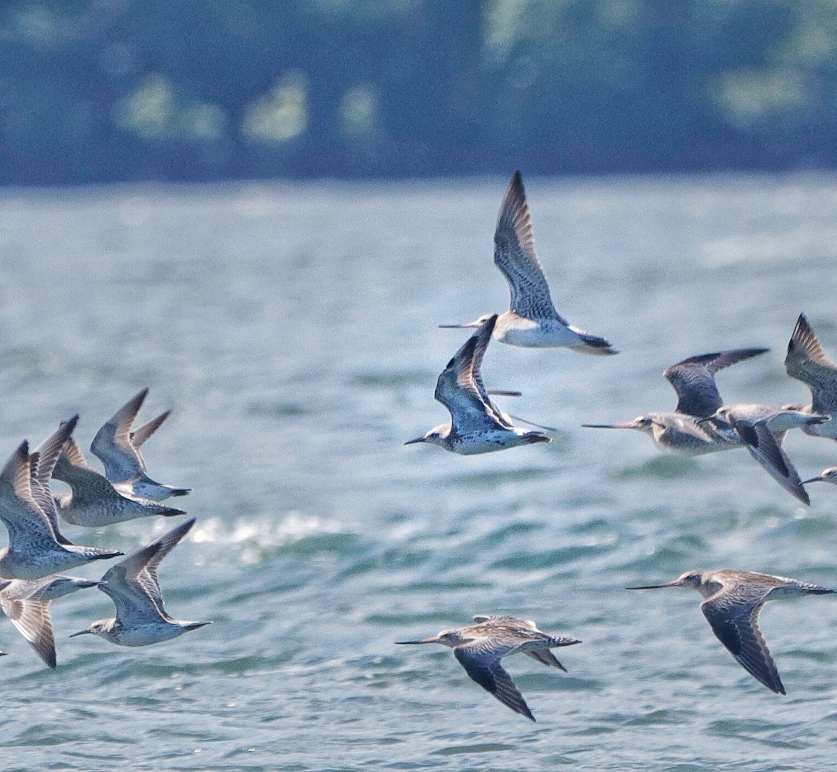 Great Knot - ML403264491