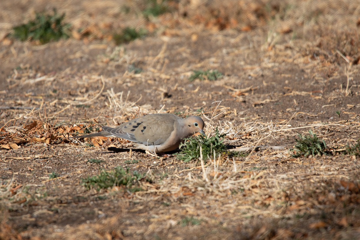 Mourning Dove - Kevin Floyd