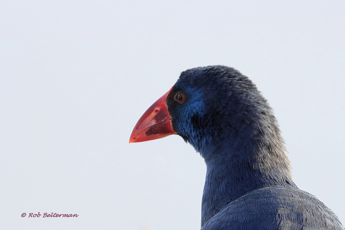 セイケイ - ML403265241