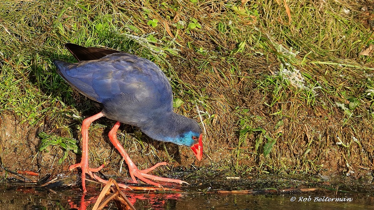 セイケイ - ML403265251