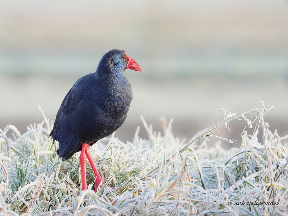 セイケイ - ML403265271