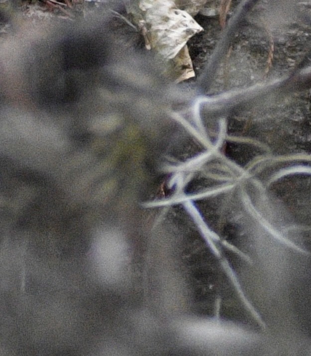 Northern Waterthrush - Nicole Cope