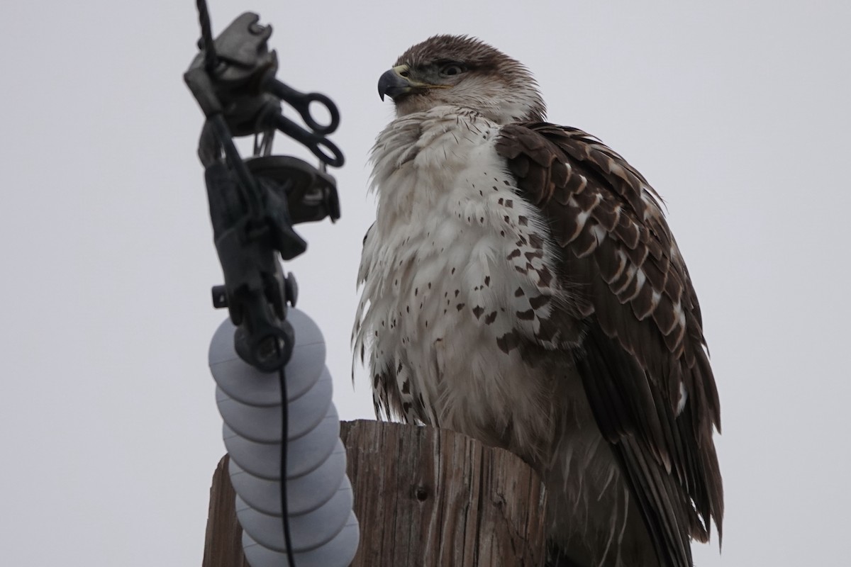 Ferruginous Hawk - ML403265681