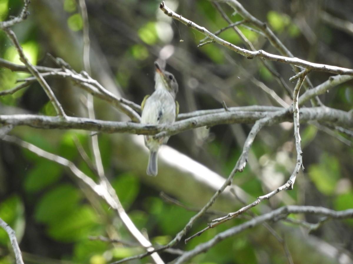 Pearly-vented Tody-Tyrant - ML403265931