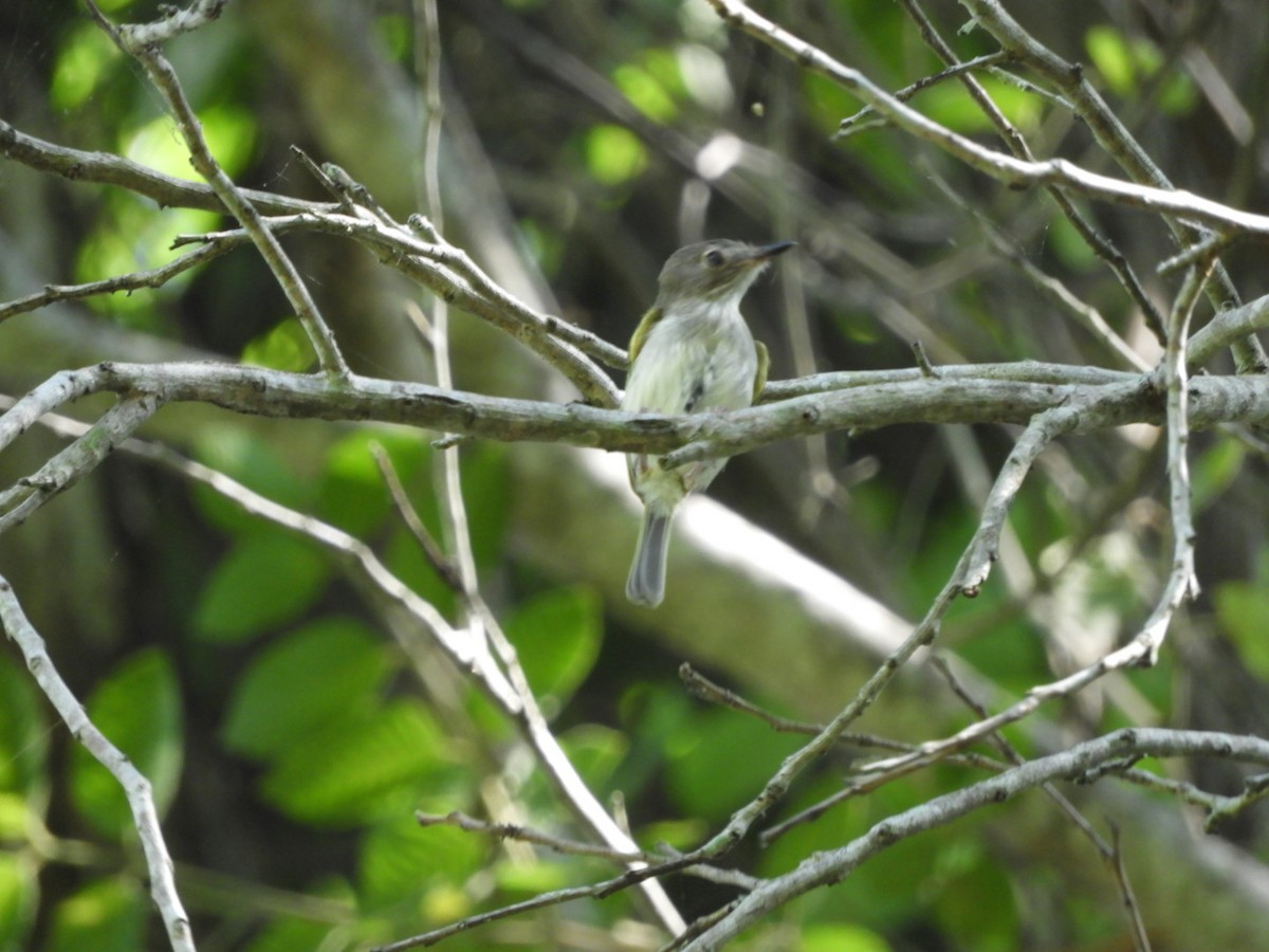 Pearly-vented Tody-Tyrant - ML403265951
