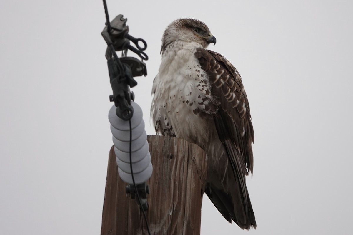 Ferruginous Hawk - Lee Burke