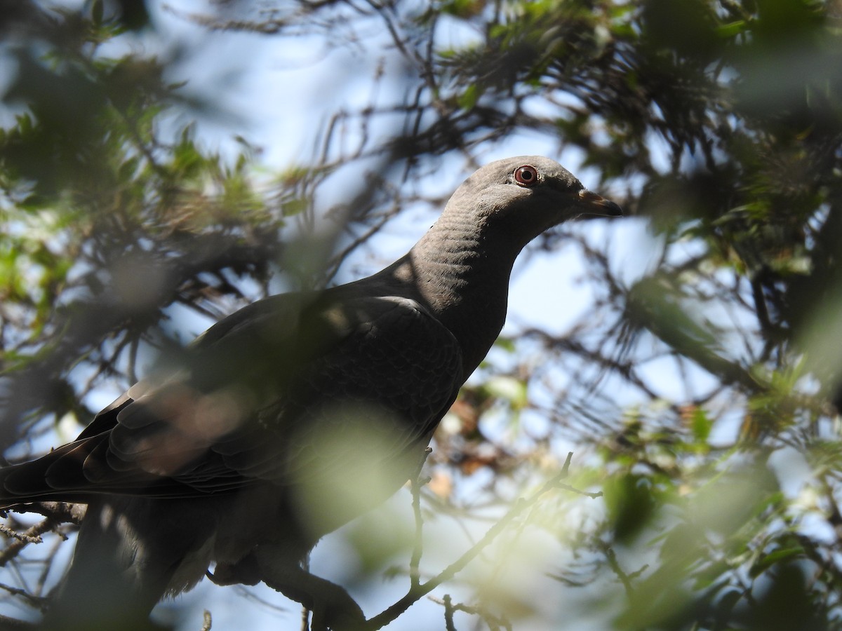 Band-tailed Pigeon - ML403268881
