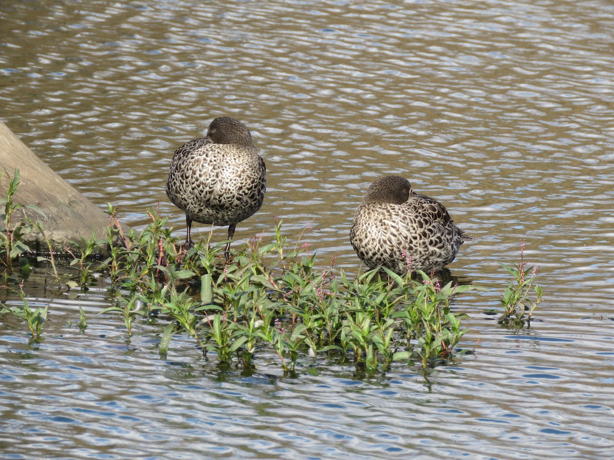 Yellow-billed Duck - ML403270261