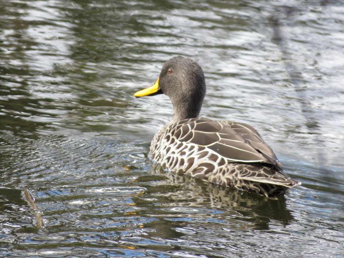 Yellow-billed Duck - ML403270271