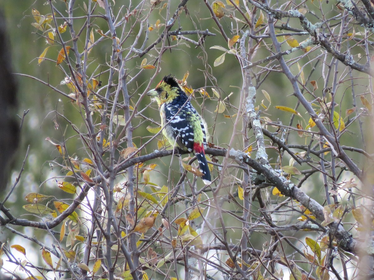 Crested Barbet - Jason Luscier