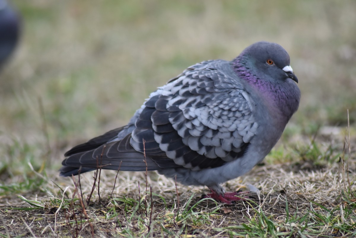 Rock Pigeon (Feral Pigeon) - ML403271211