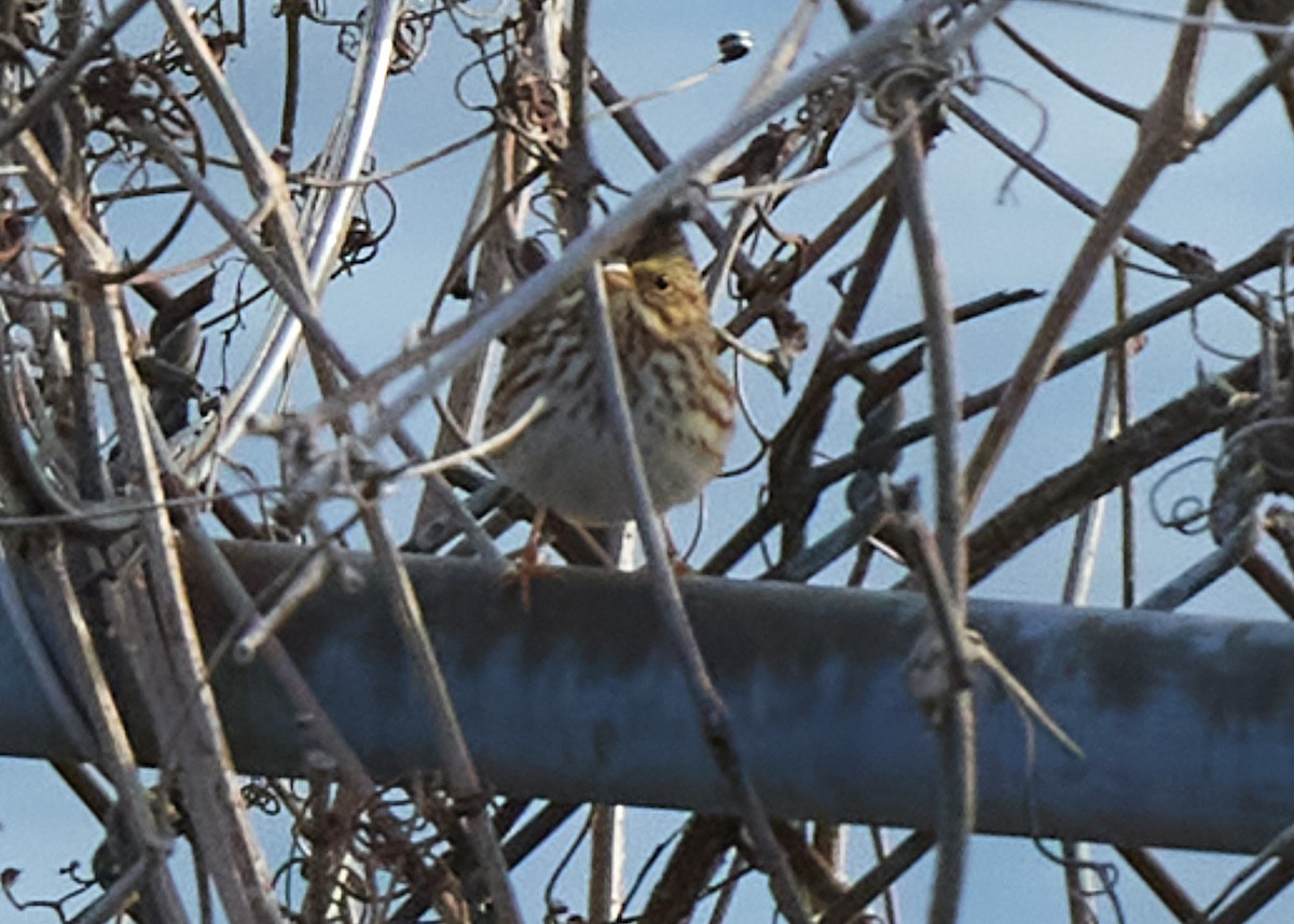 Savannah Sparrow - ML403272181
