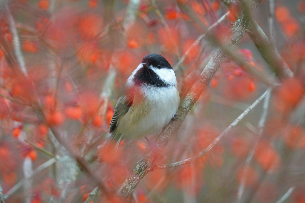 Black-capped Chickadee - ML40327421