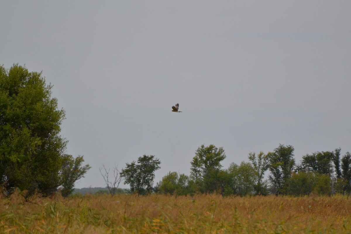 Pied Harrier - ML403274521