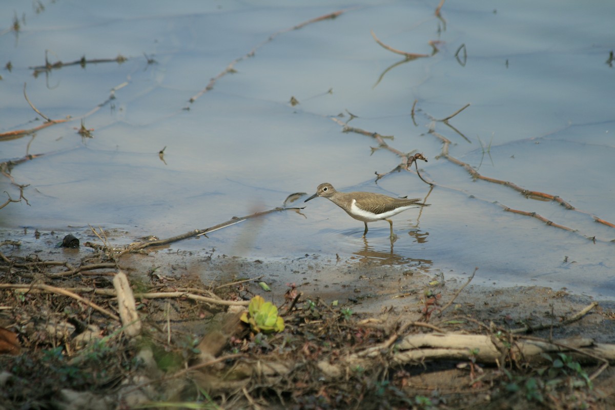 strandsnipe - ML403274611