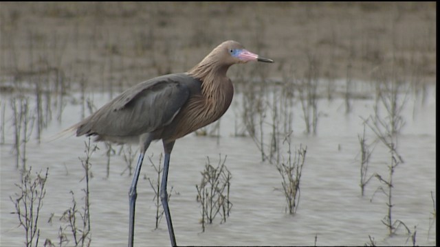 Reddish Egret - ML403275