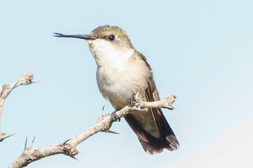 Ruby-throated Hummingbird - Byron Stone