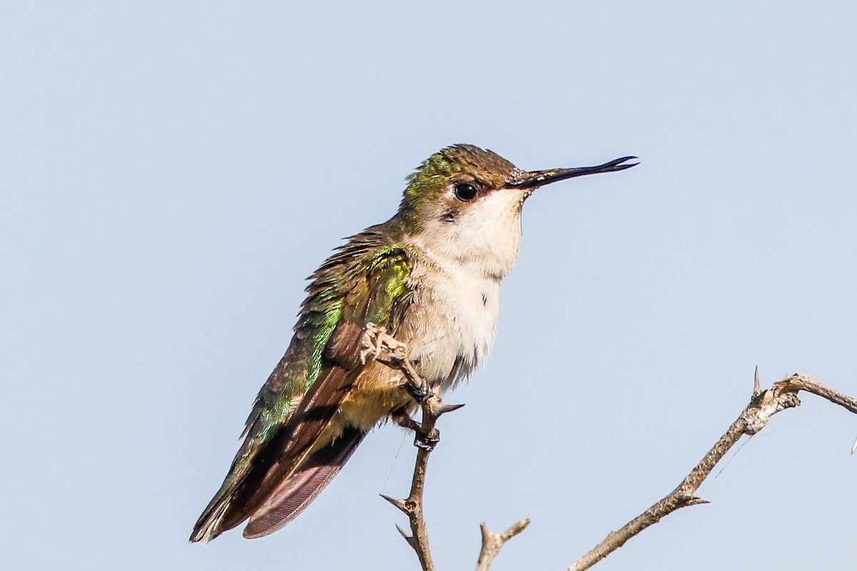 Colibri à gorge rubis - ML403275241