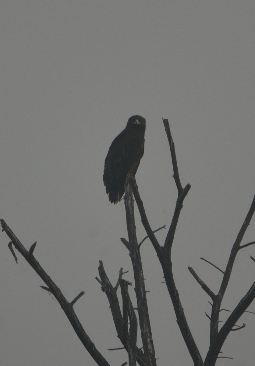 Greater Spotted Eagle - ML40327541