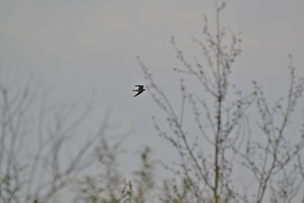 Eurasian Hobby - ML403275651