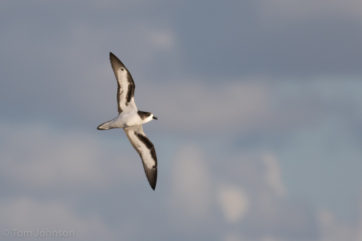 Bermuda Petrel - Tom Johnson