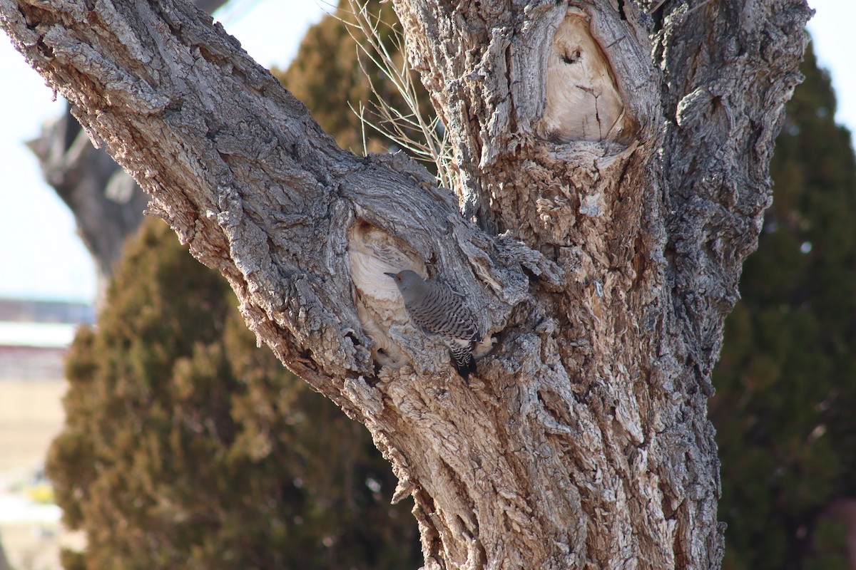 Northern Flicker - ML403281521