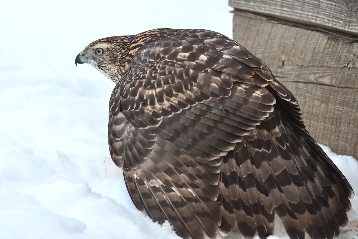 American Goshawk - ML403281751