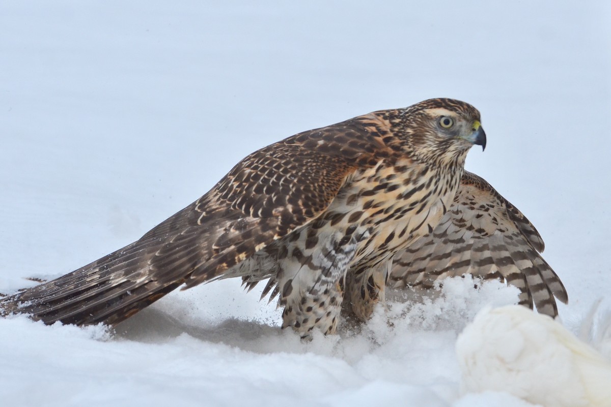 American Goshawk - Anonymous