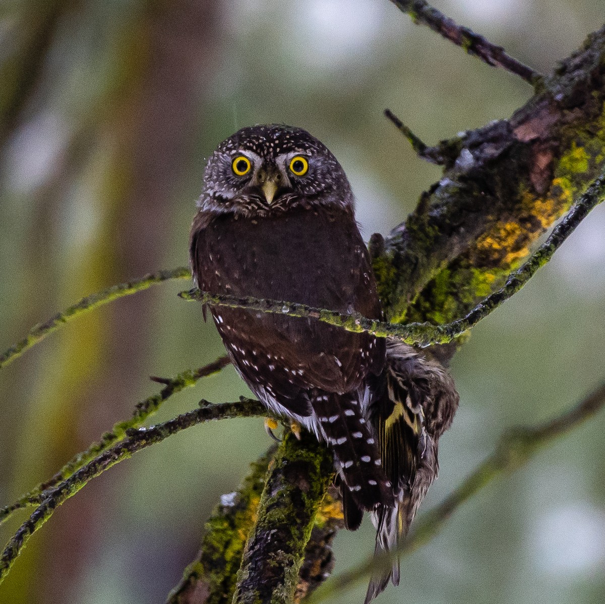 Northern Pygmy-Owl - Scott O'Donnell