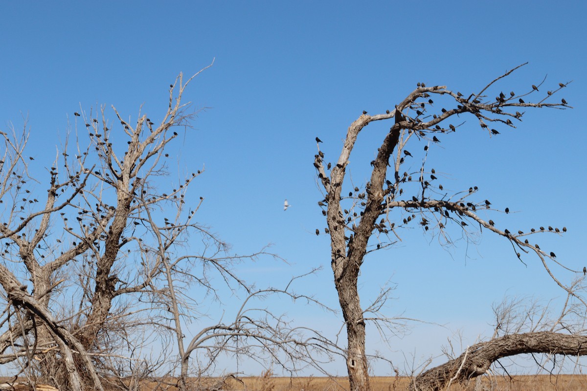 Red-winged Blackbird - ML403283091