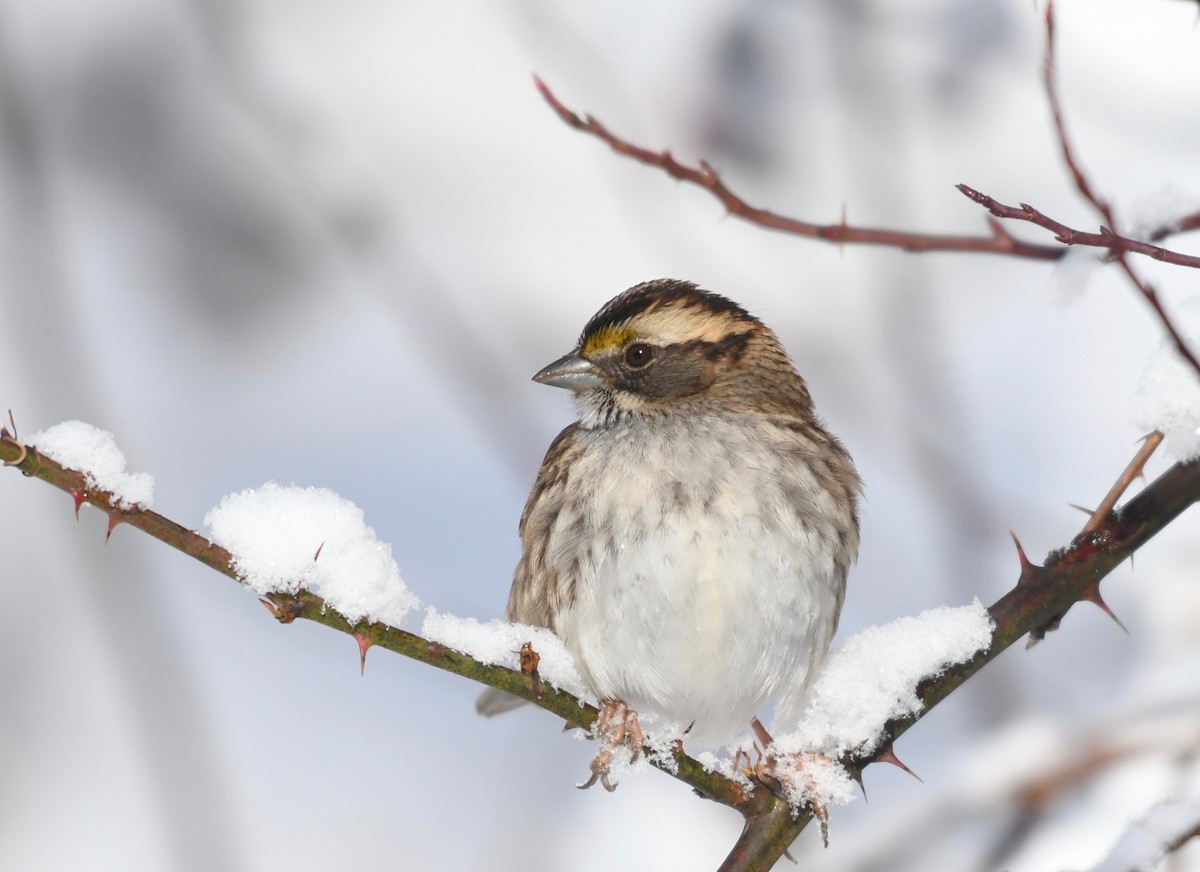 White-throated Sparrow - ML403283301