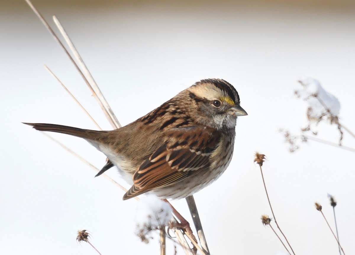 White-throated Sparrow - ML403283311