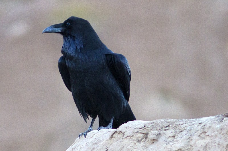Common Raven - Richard Bunn