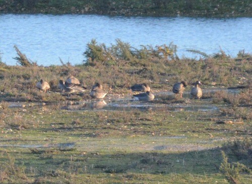 Greater White-fronted Goose - ML403284281