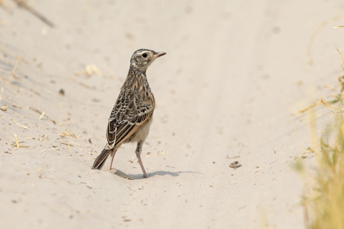 Sabota Lark - Marco Valentini