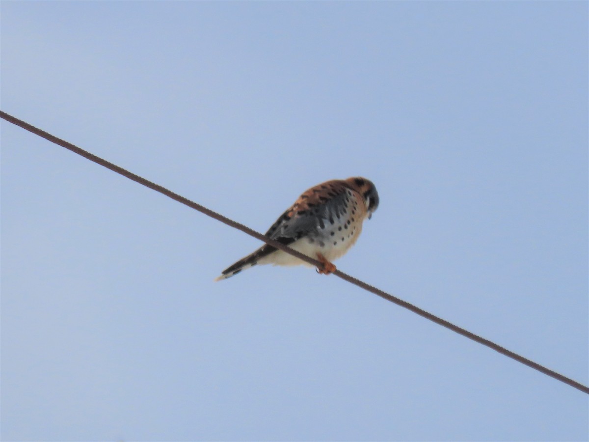 American Kestrel - ML403284771