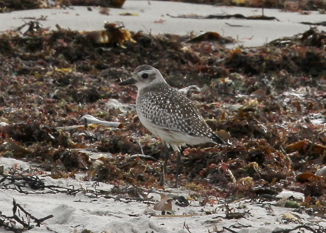 Black-bellied Plover - ML403285221