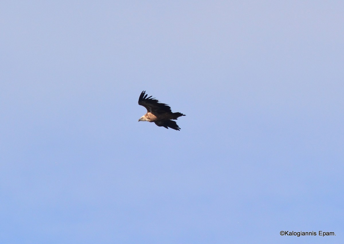 Eurasian Griffon - ML403286461