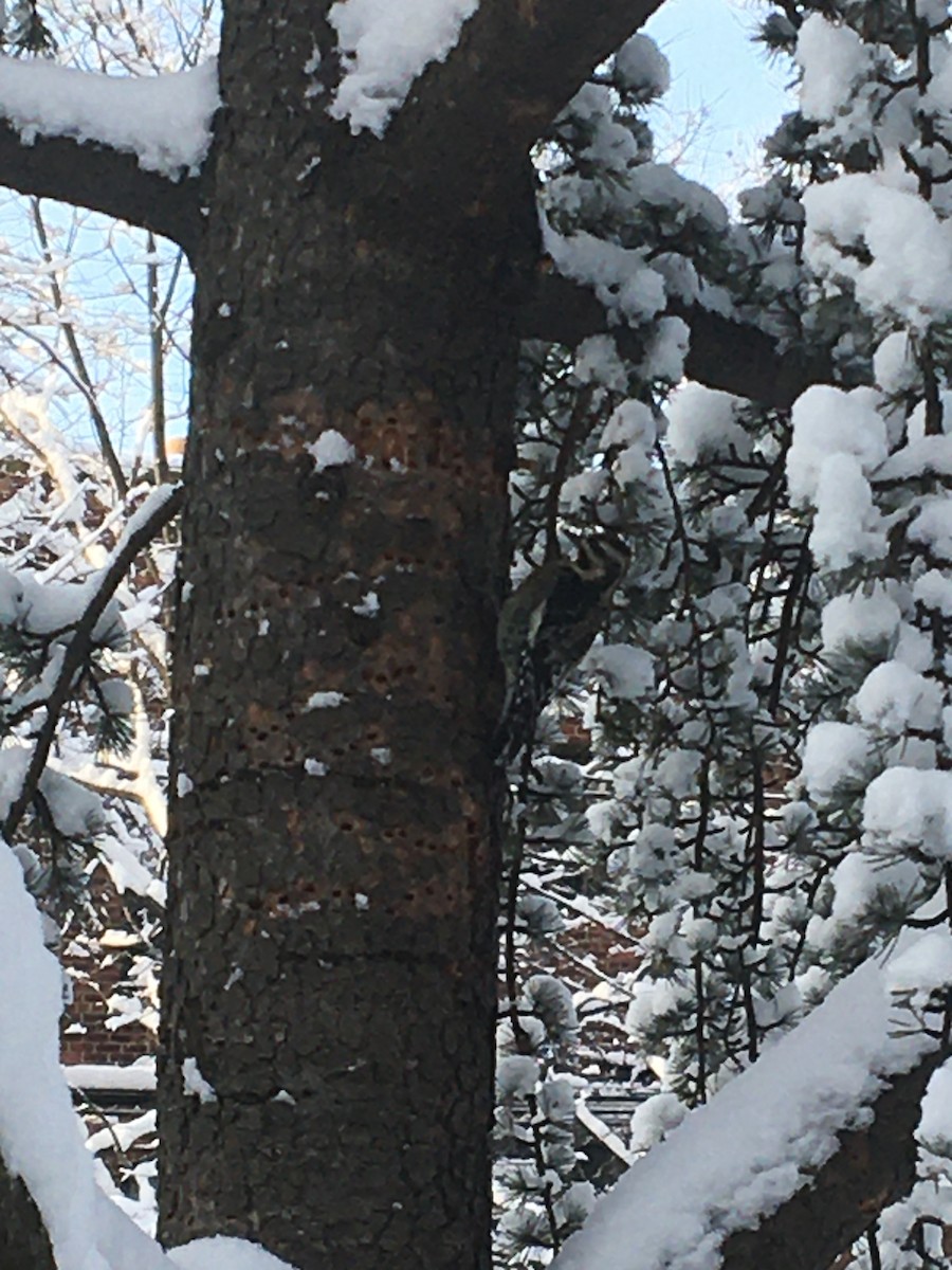 Yellow-bellied Sapsucker - ML403288461