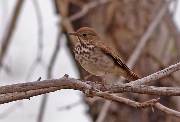 Hermit Thrush - ML40328851