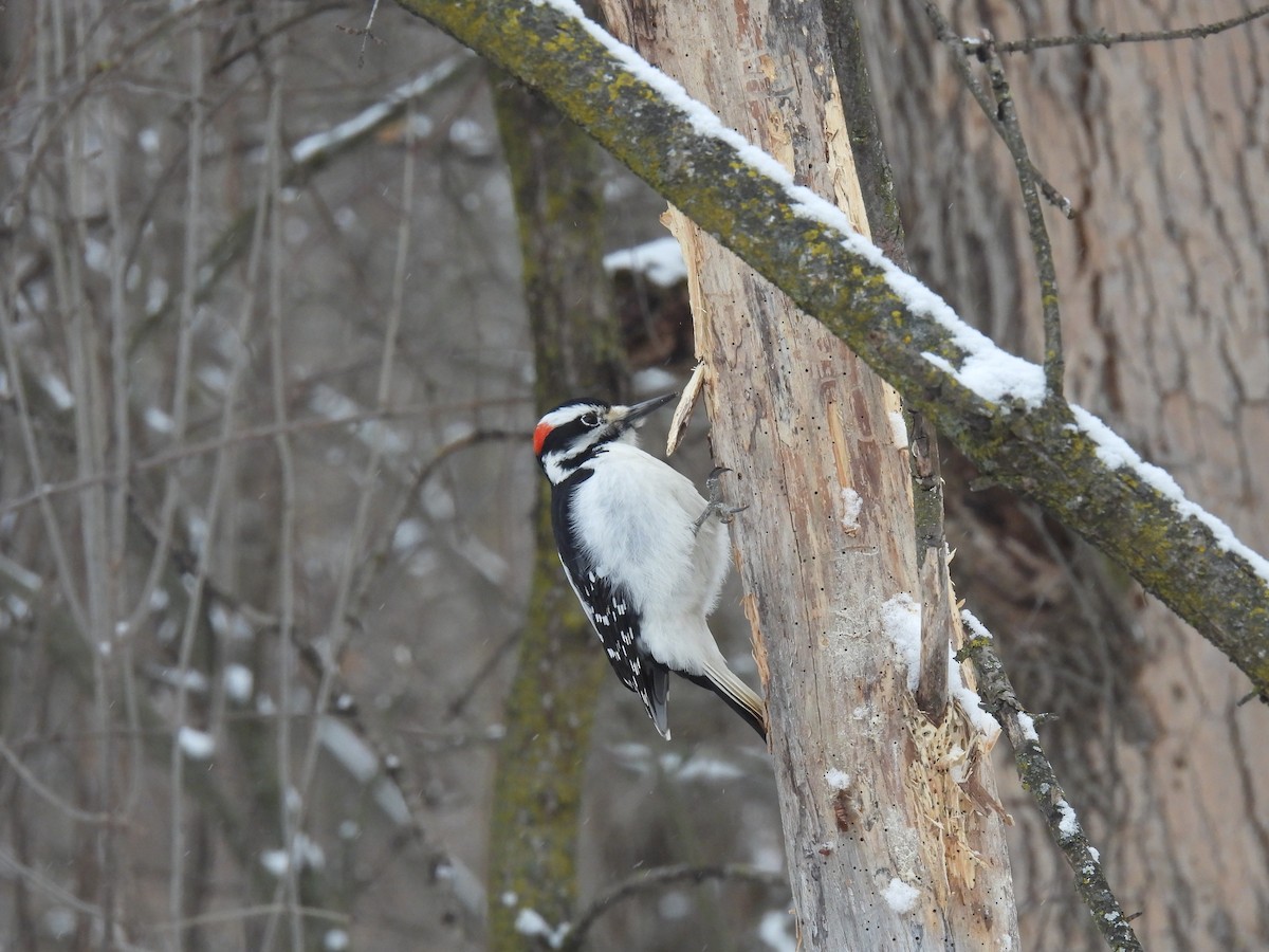 Hairy Woodpecker - ML403289661