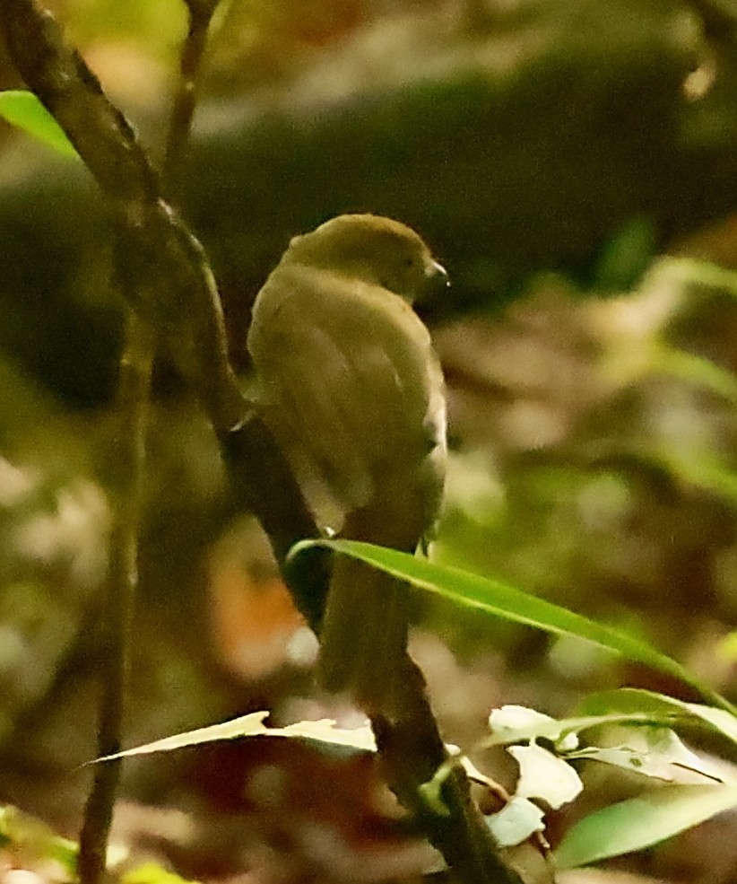 Olivaceous Schiffornis - ML403289741