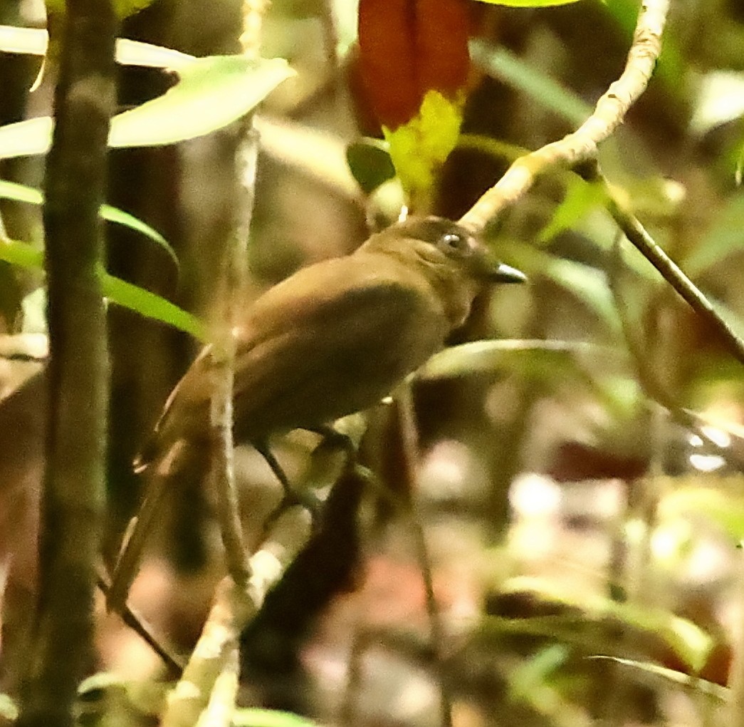 Olivaceous Schiffornis - ML403289761
