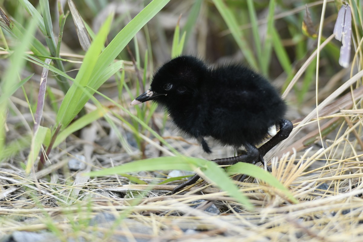 Virginia Rail - Jonathan Irons