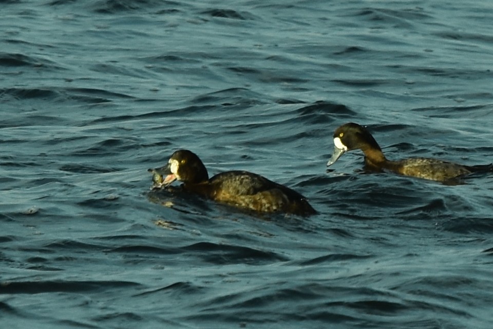 Greater Scaup - Blair Whyte